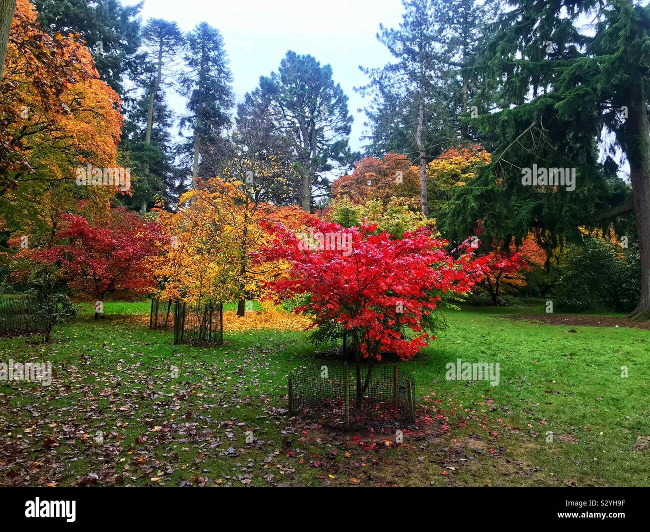 Westonbirt arboretum autumn hi-res stock photography and images - Alamy