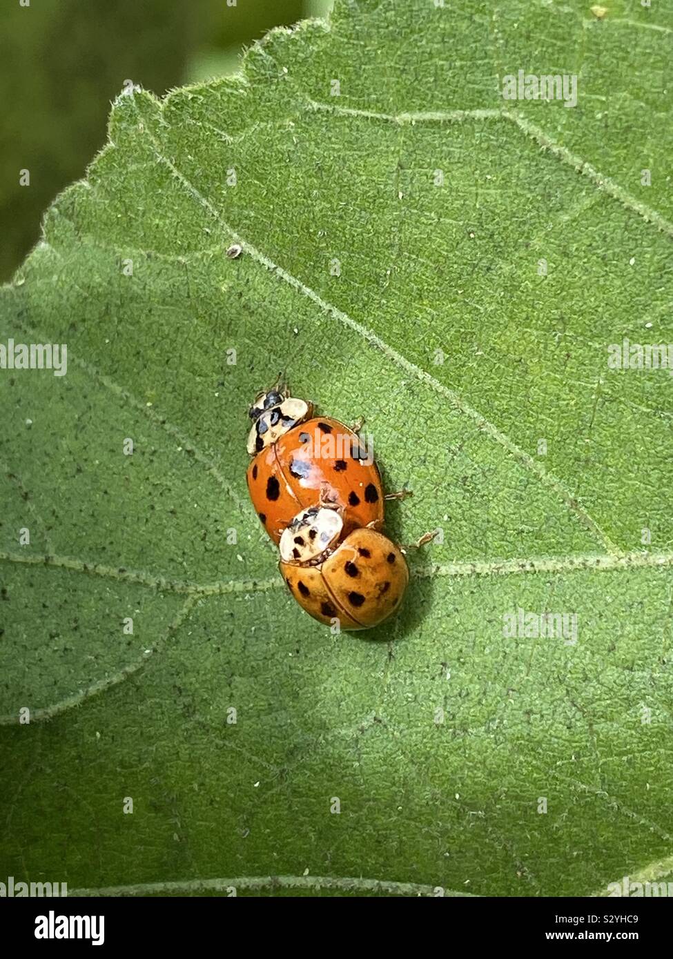 Two ladybugs closeup on a green leaf - Smartphone Captured Stock Image