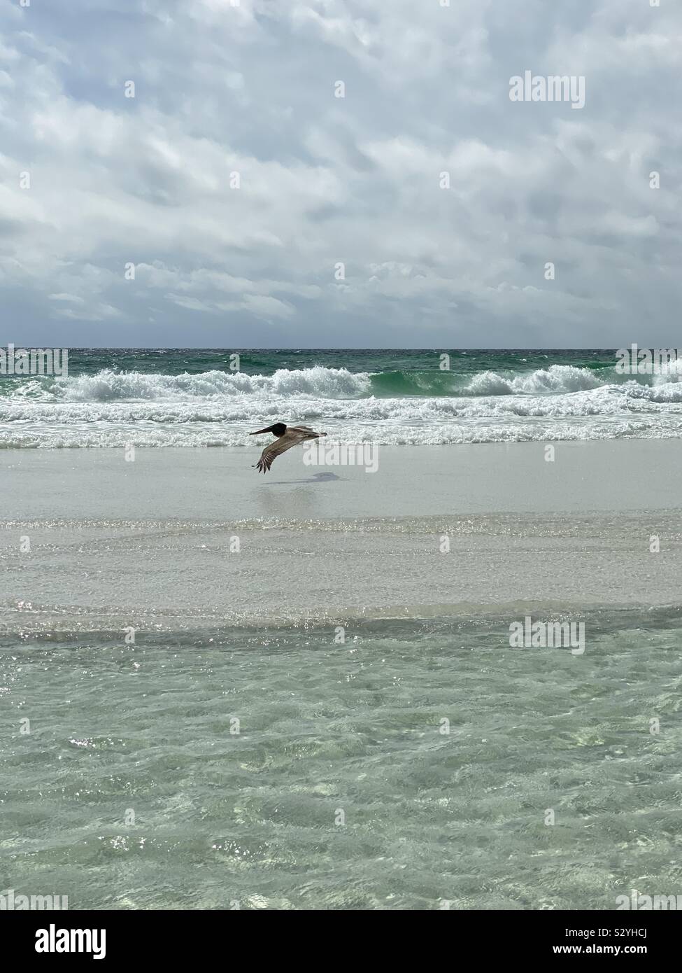 Seascape with a pelican flying low over ocean water closeup - Smartphone Captured Stock Image