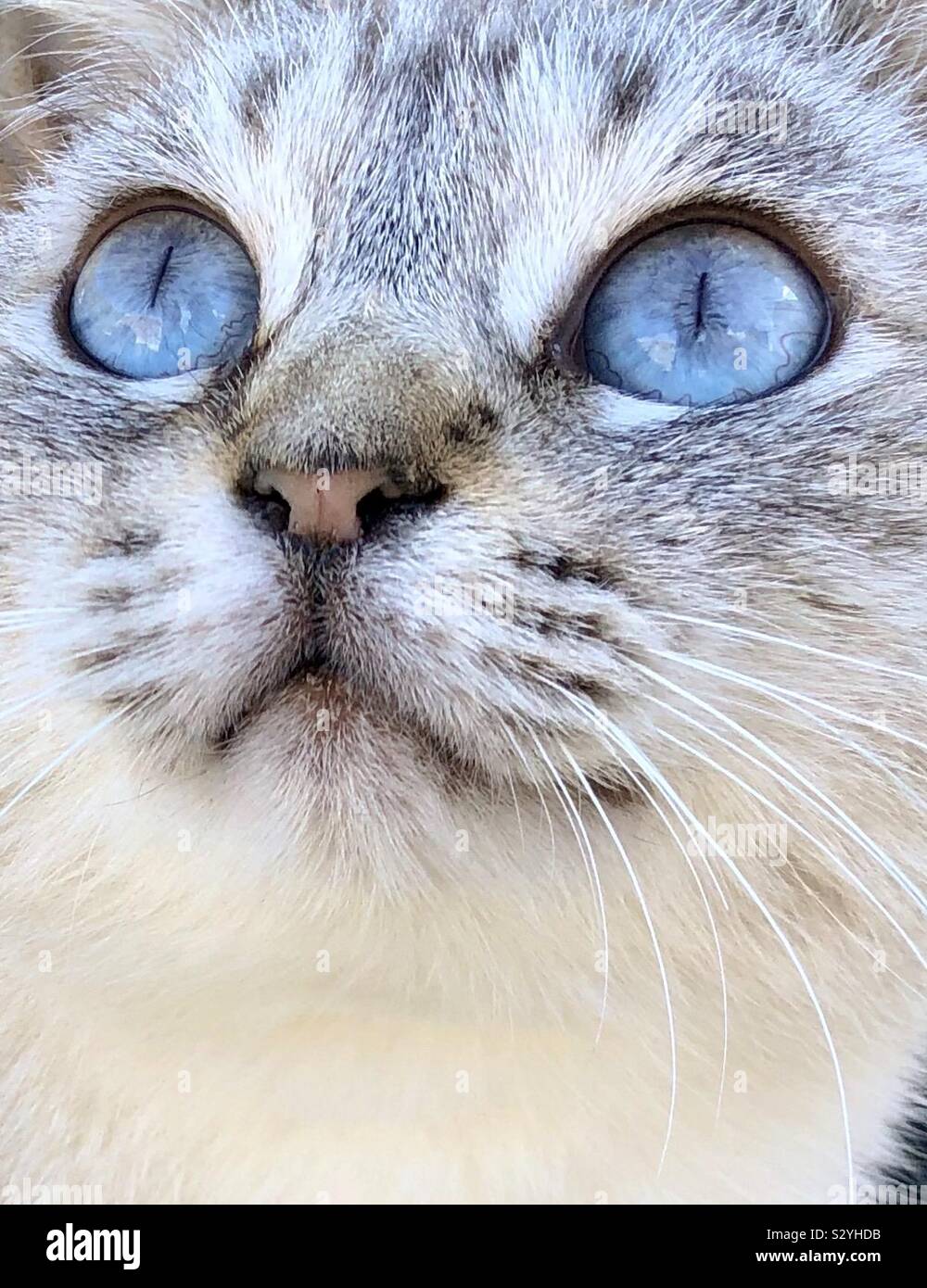 Cute kitty.Blue eyes. Stock Photo