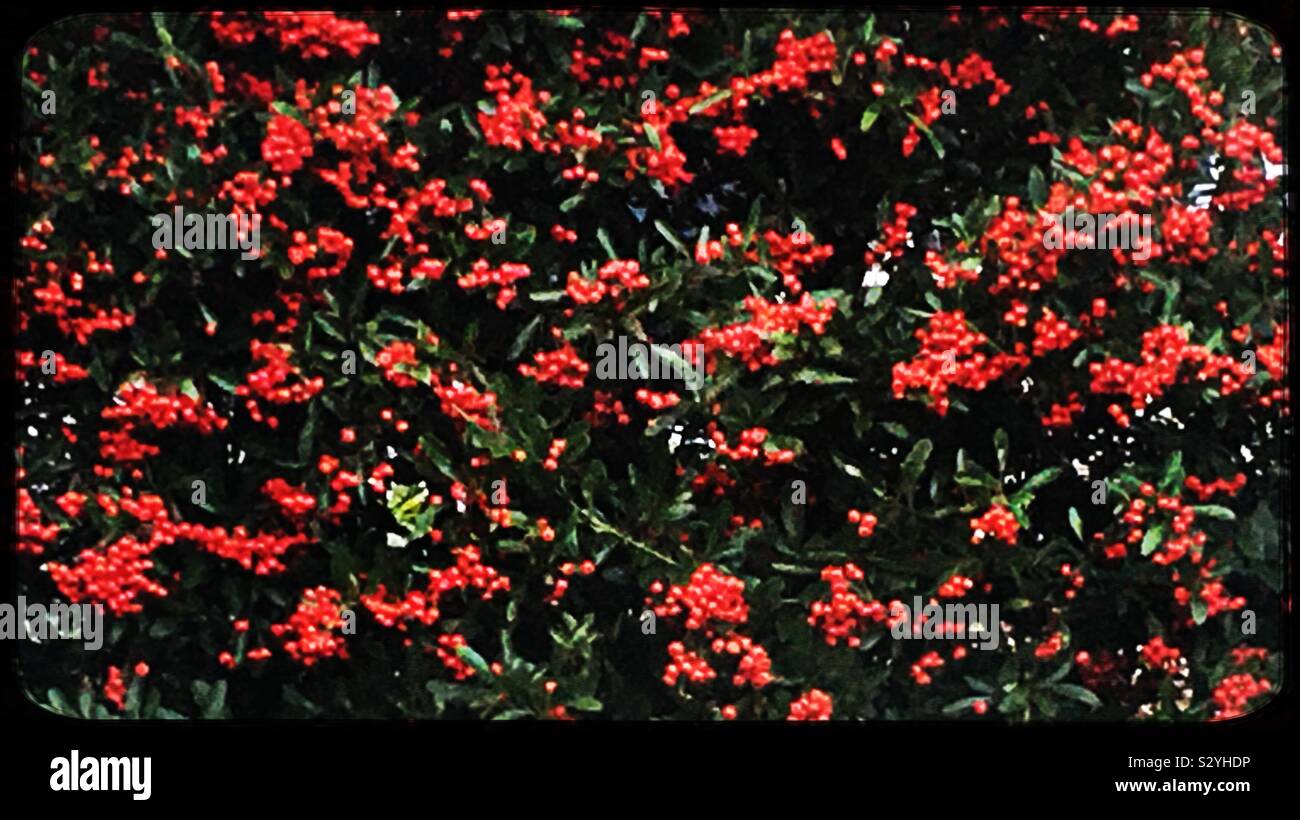 Planting berries hires stock photography and images Alamy