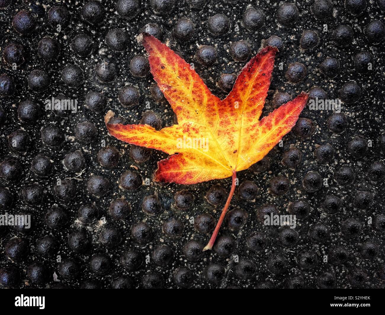 Autumn leaf on street Stock Photo