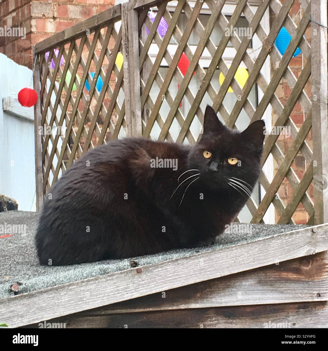 Black cat on shed roof Stock Photo Alamy