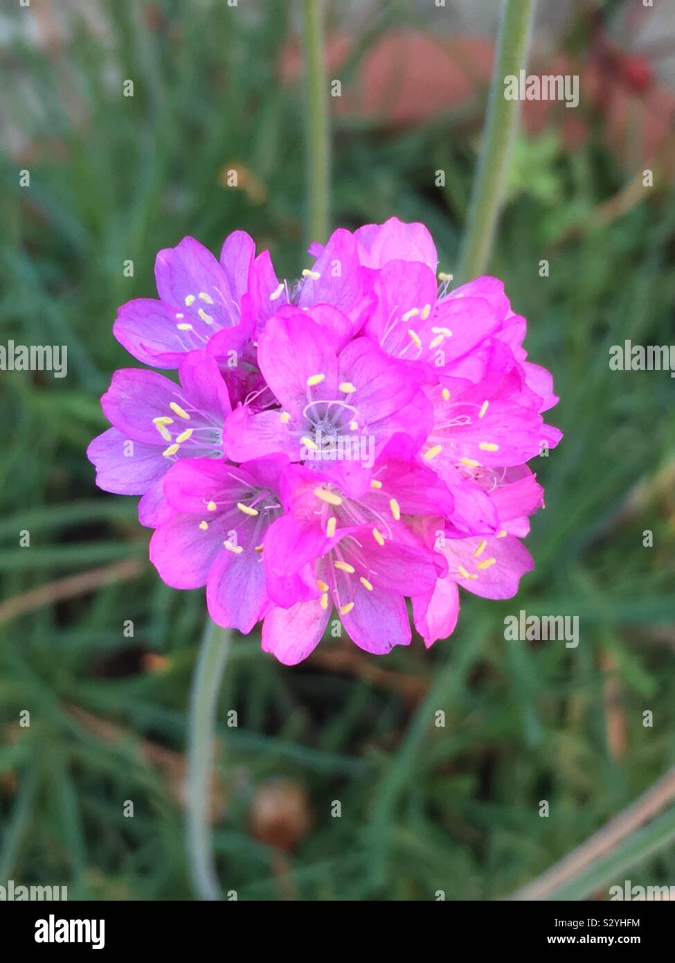 Alium flowers Stock Photo