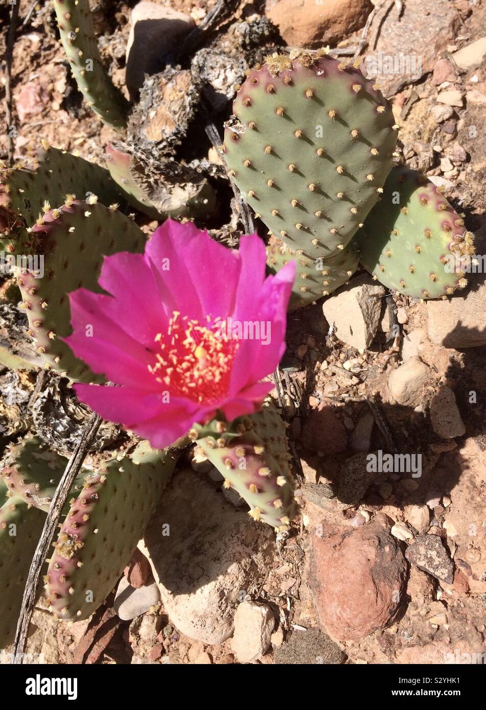 1 Cutting Cactus Beaver Tail Pink Flower Heart Prickly Pear Opuntia basilaris