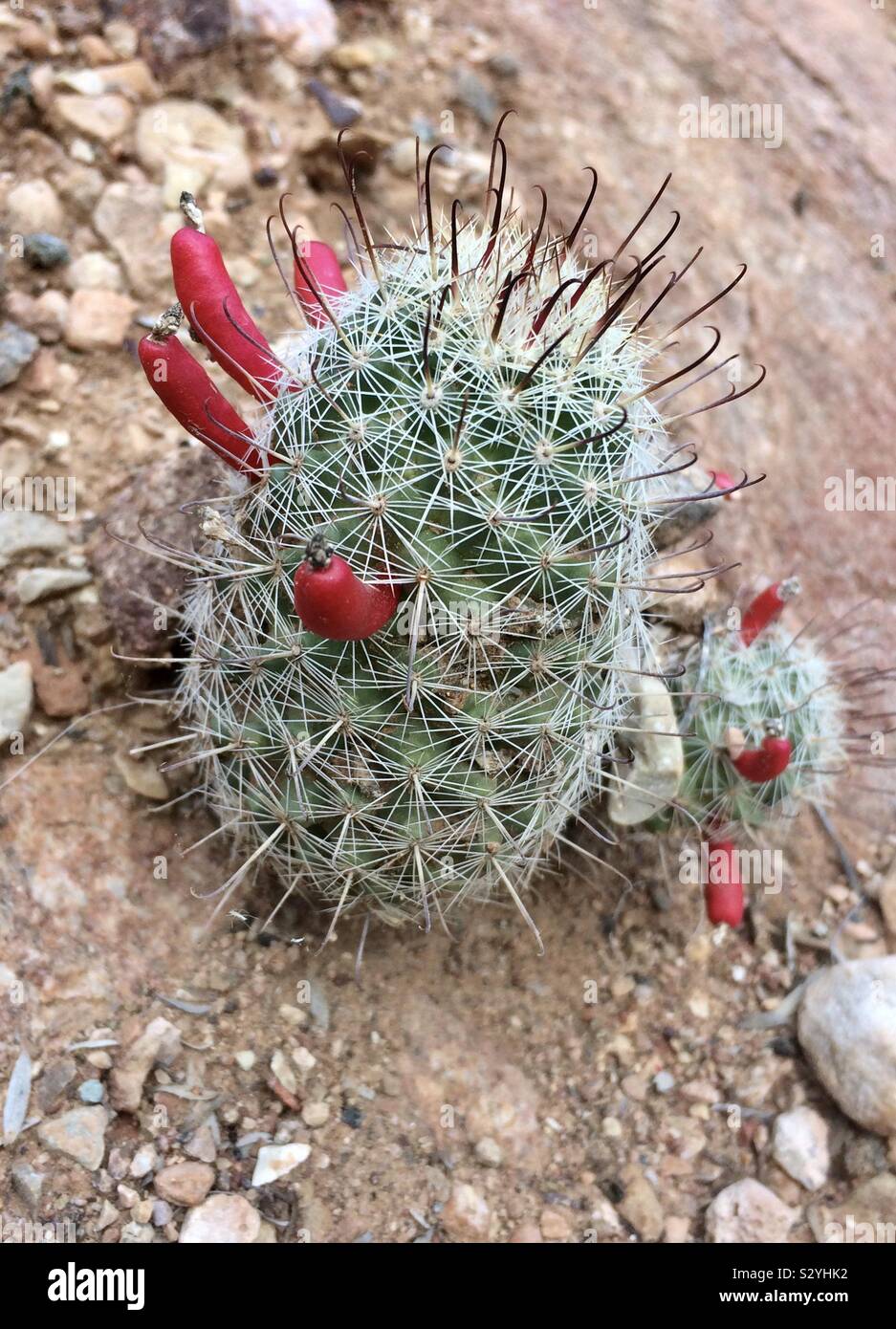 Pin cushion cactus in bloom Stock Photo