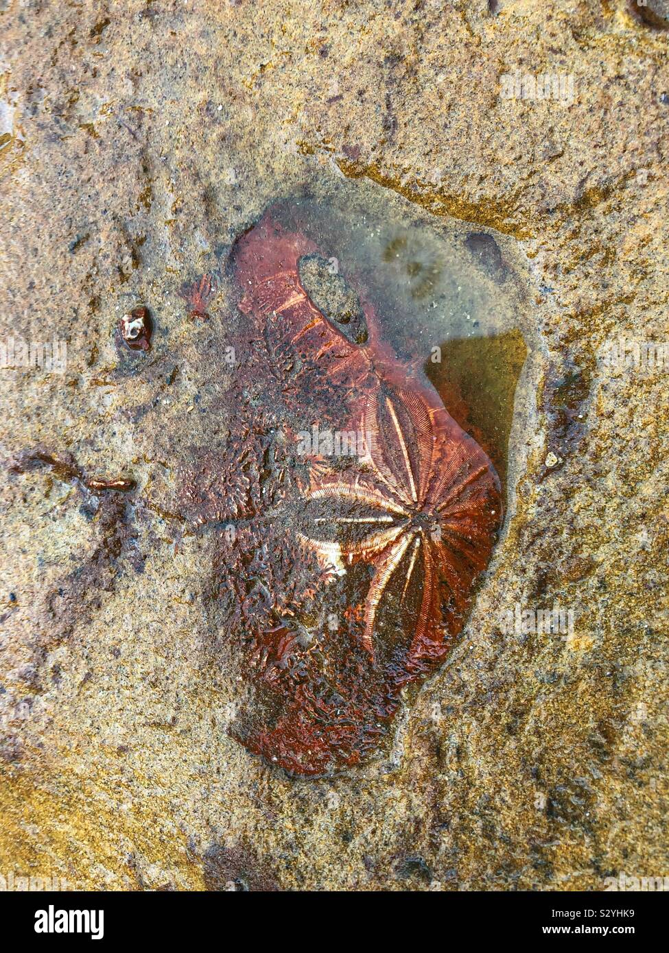 Embedded star fish fossil. - Smartphone Captured Stock Image