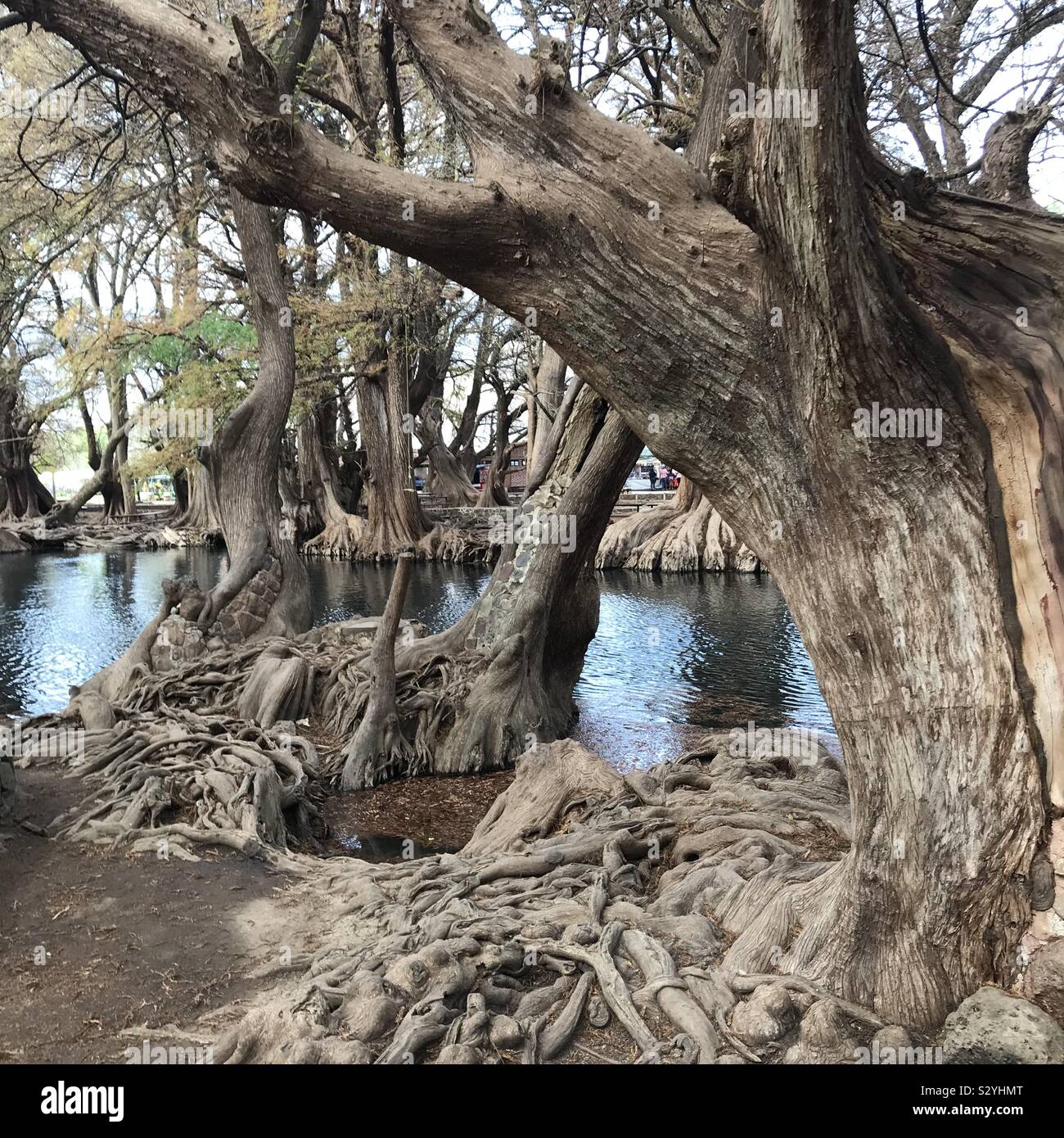 Ahuehuete trees surround the shore of Mexico’s Lago de Camecuaro with their twisted roots. Stock Photo