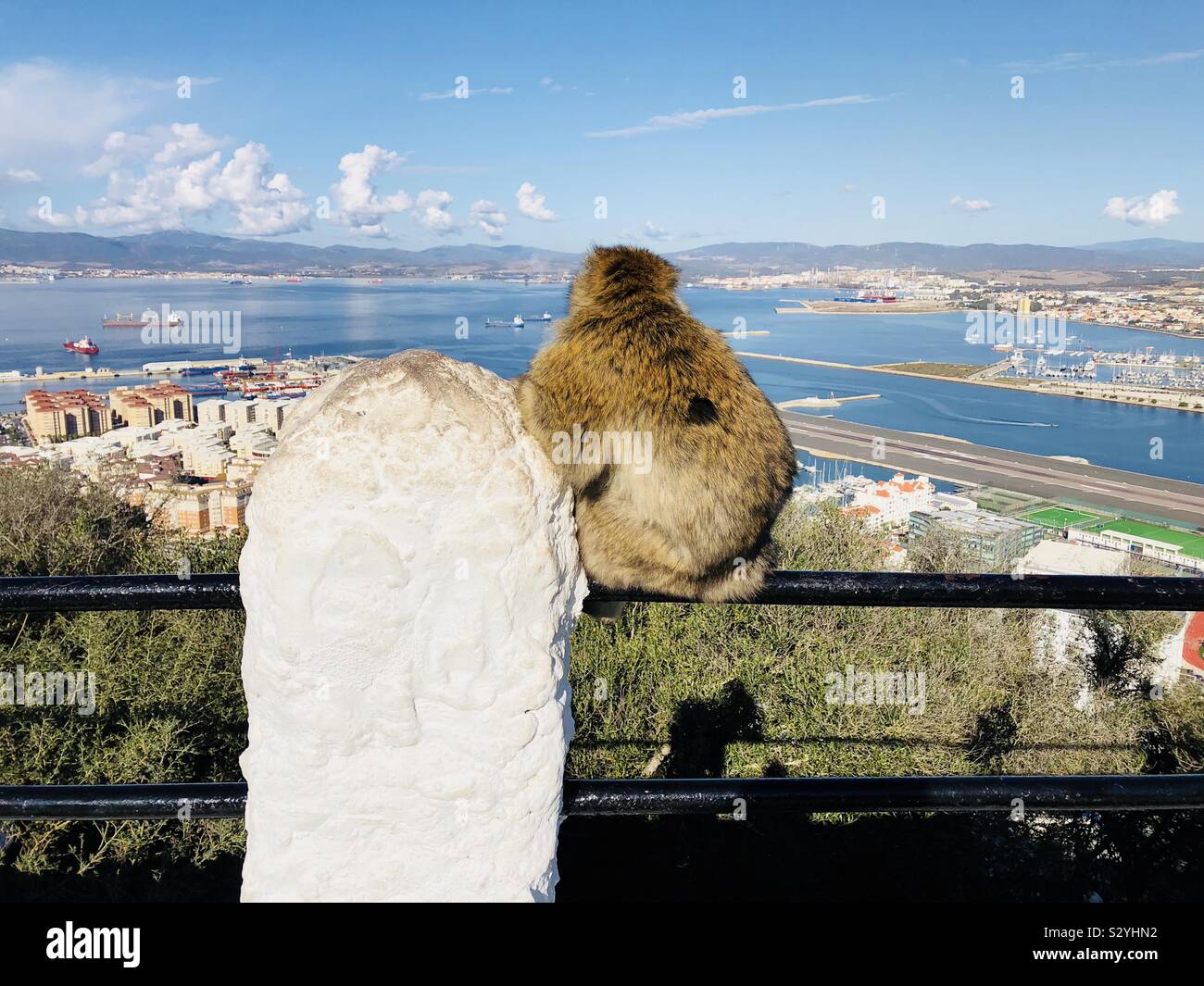 Barbary macaque sitting on railings looking at the view in Gibraltar - Smartphone Captured Stock Image