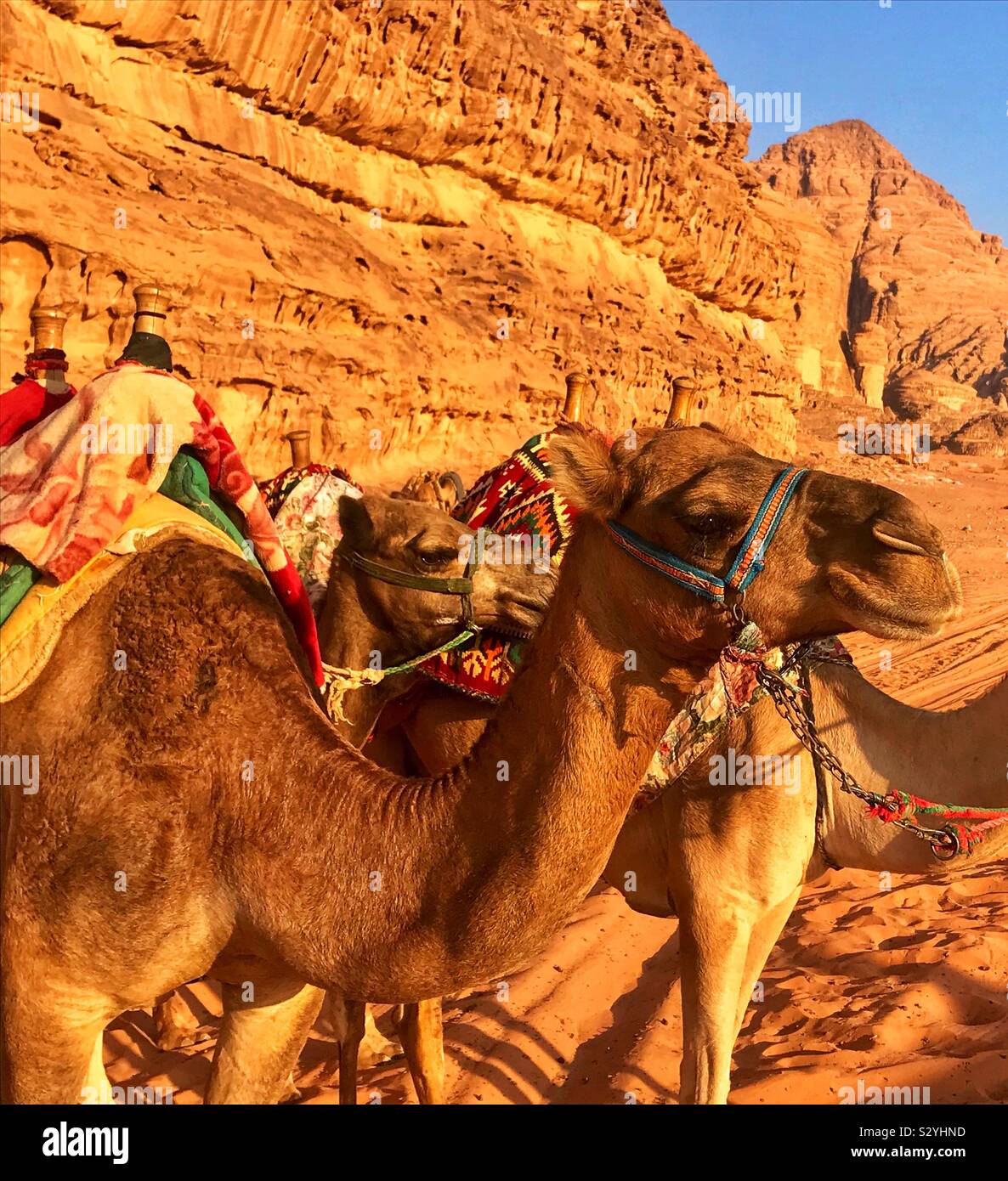 Camels in wadi rum desert Jordan Stock Photo - Alamy