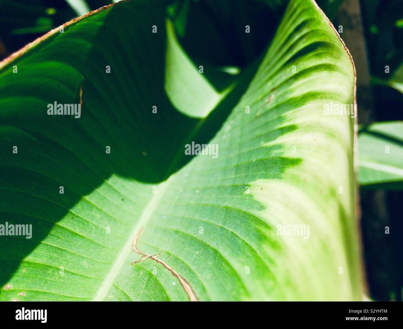 Banana leaves close up zoom in view Stock Photo