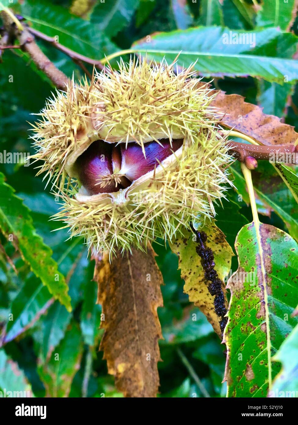 Chestnut on tree Stock Photo Alamy