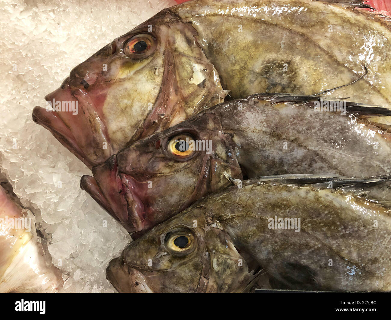 Three John Dory fish (Zeus Faber) on ice. Stock Photo