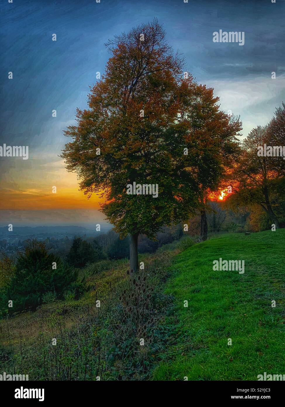 Autumn forest glow - Smartphone Captured Stock Image