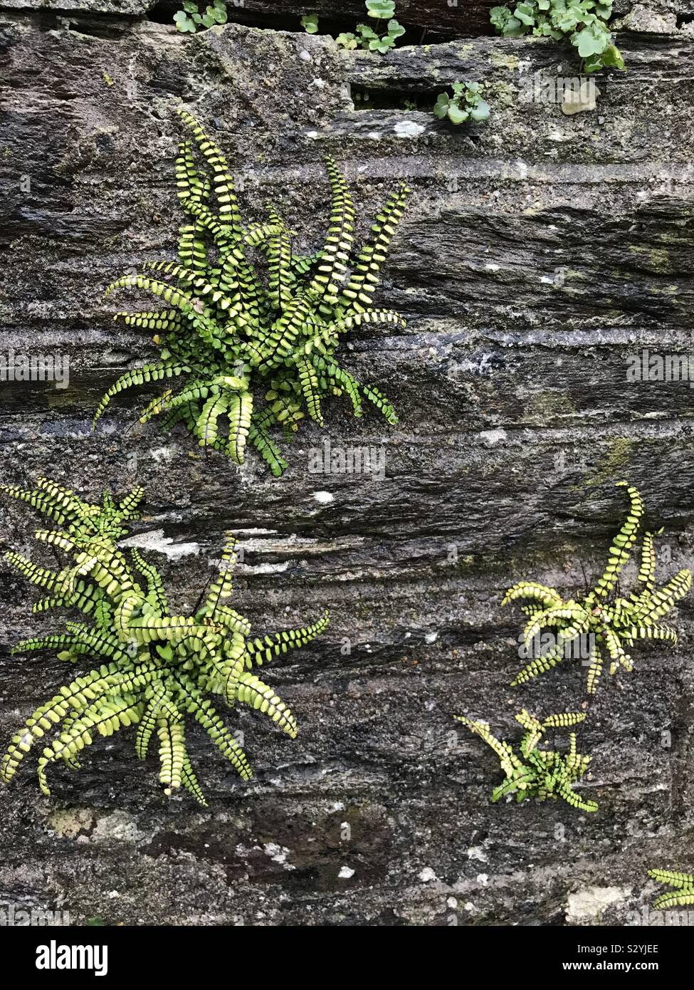 Devon wall with ferns in rain Stock Photo