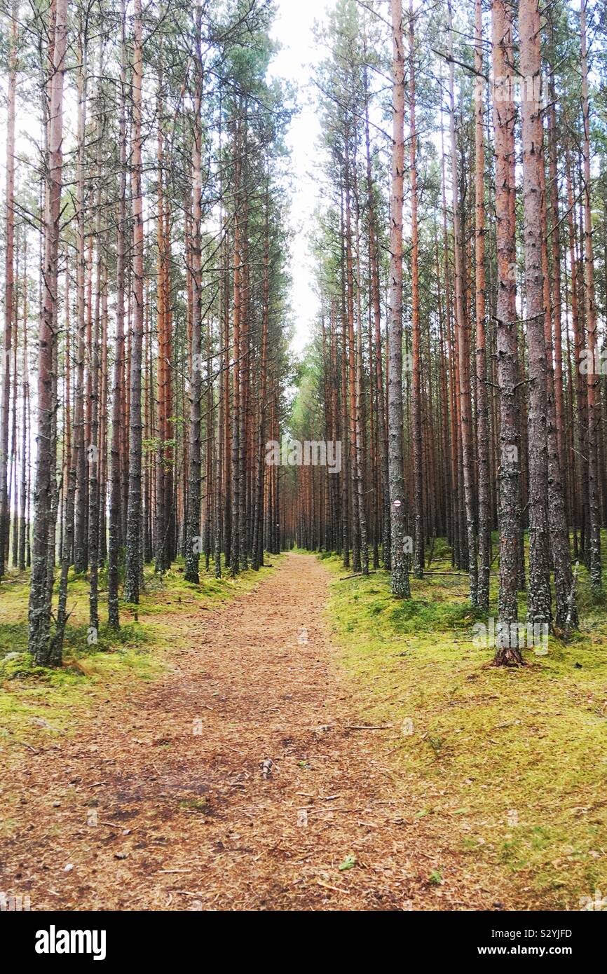 Viru bog, Estonia - Smartphone Captured Stock Image