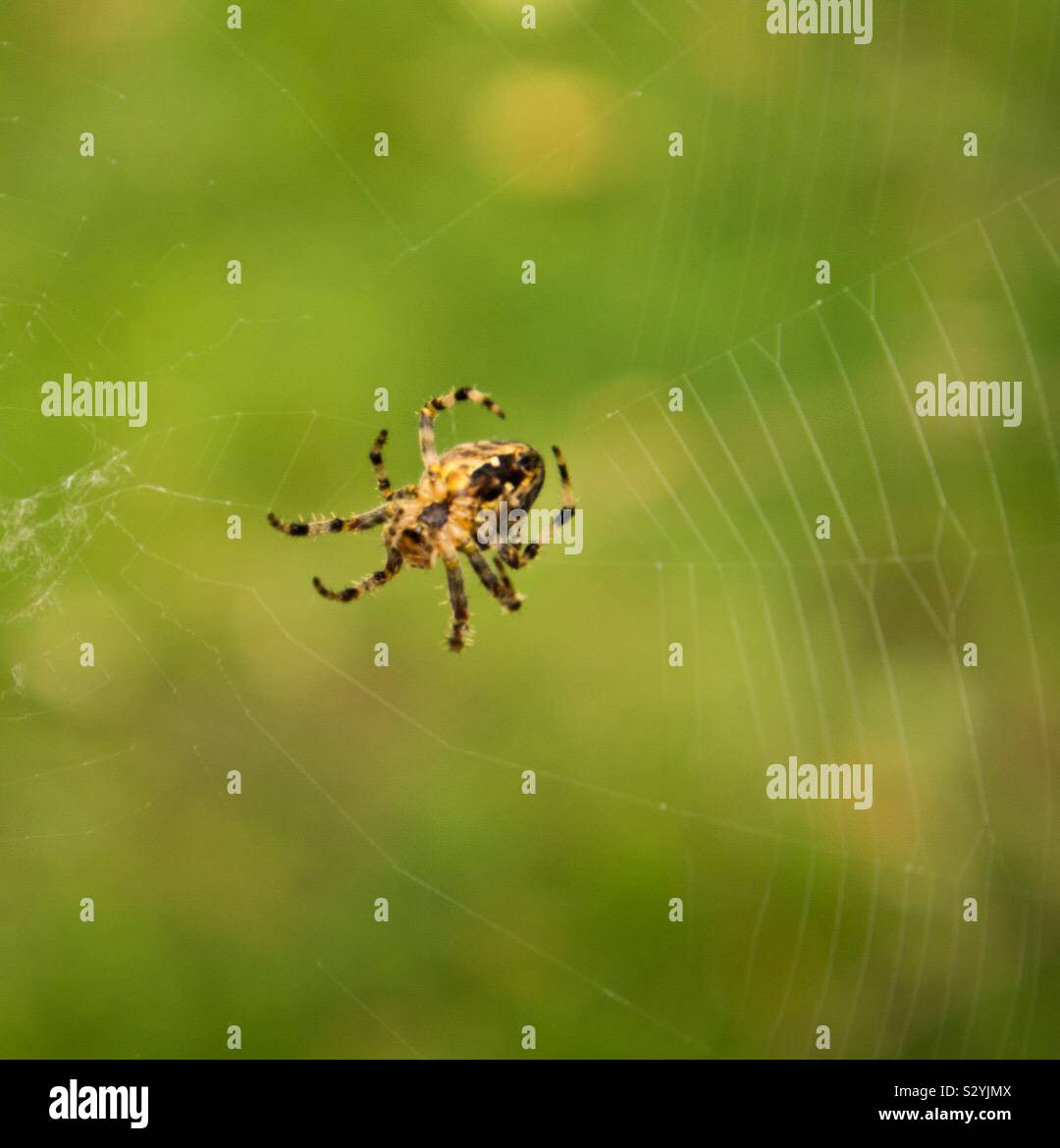 Black And Gold Spider Weaving A Web Stock Photo Alamy