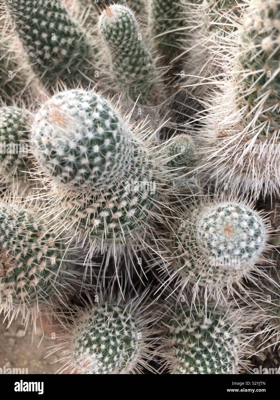 Cactus - Smartphone Captured Stock Image