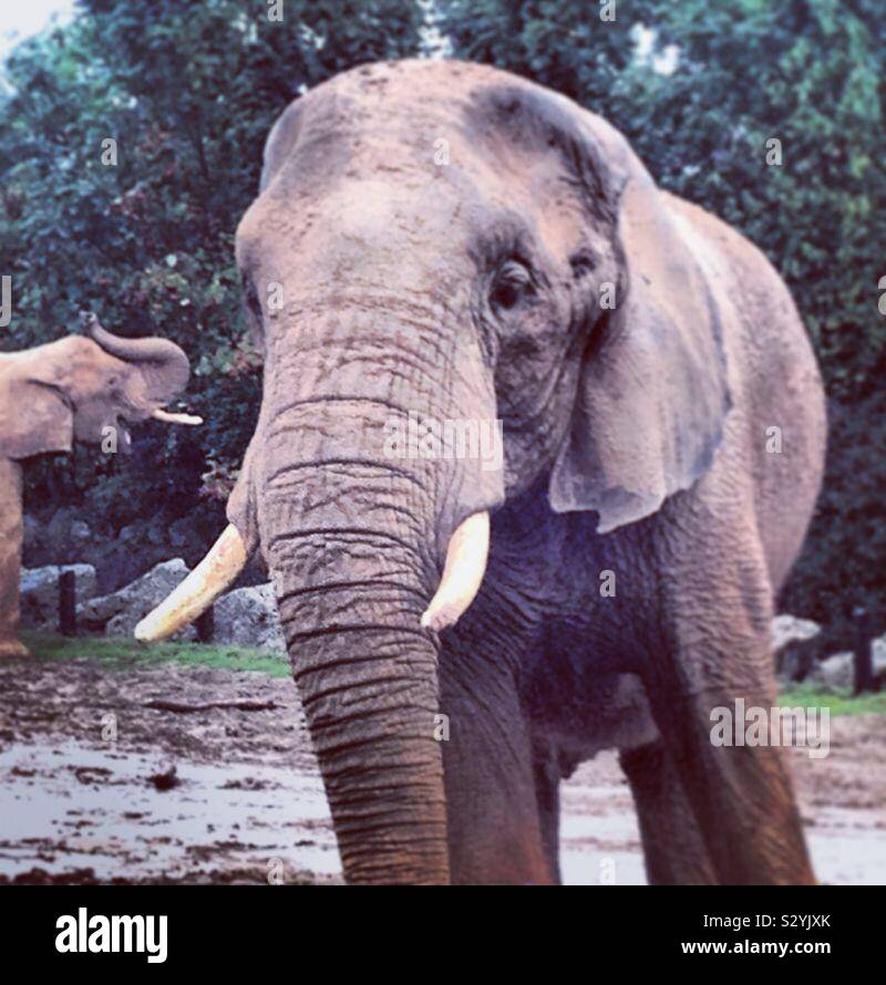 Beautiful Elephant Stock Photo