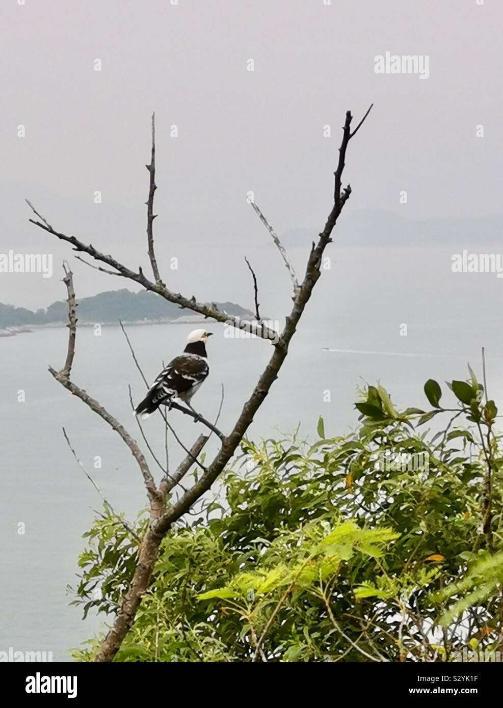 A Black-Collared Starling in Ap Lei Chau, Hong Kong. - Smartphone Captured Stock Image