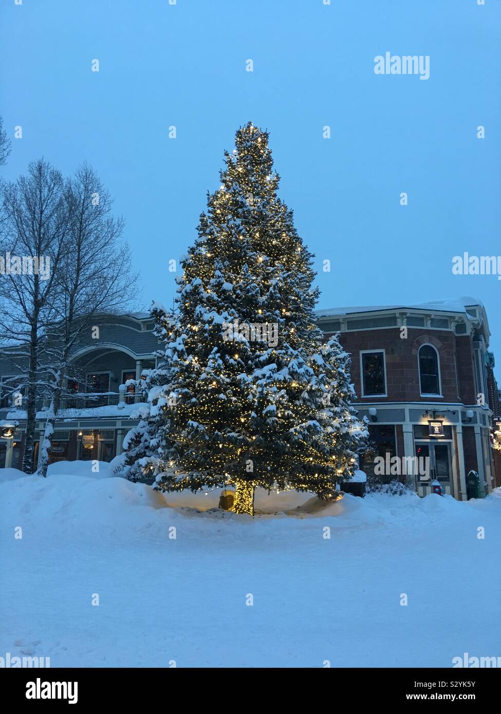 Natural flocked christmas tree hires stock photography and images Alamy