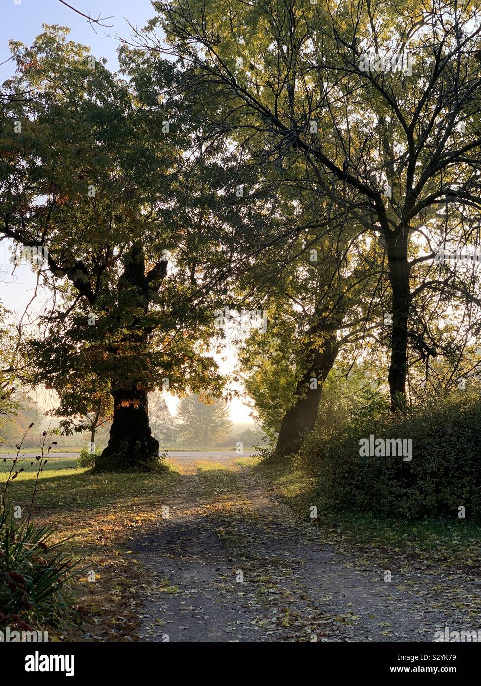 Early morning sun rises through trees showing Fall colors on a farm in Central Illinois. - Smartphone Captured Stock Image