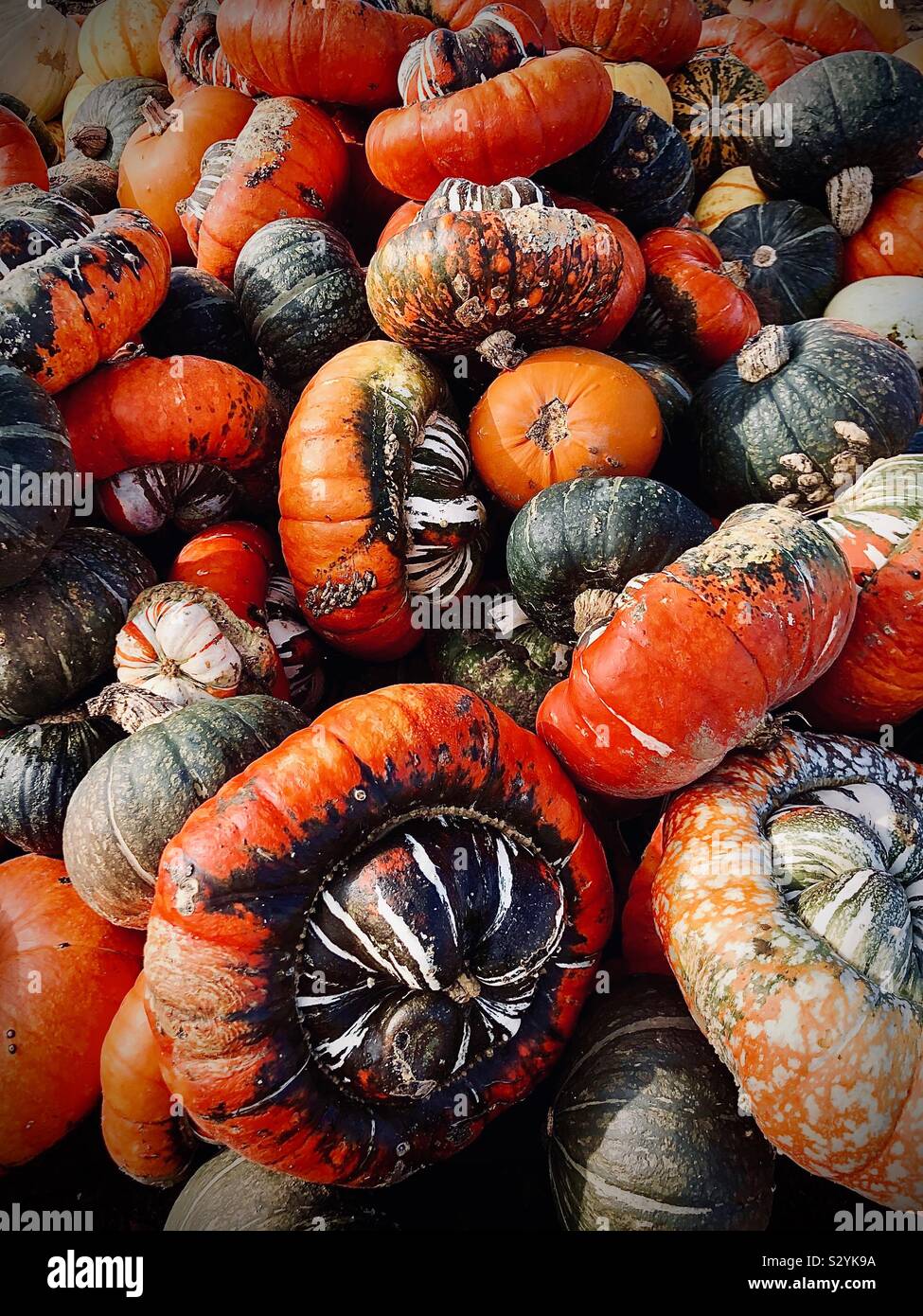 Halloween pumpkin picking Stock Photo