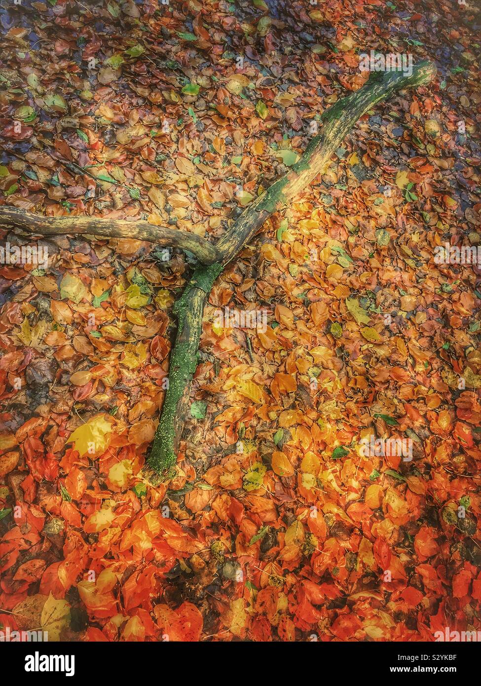 Stick on autumn leaves - Smartphone Captured Stock Image
