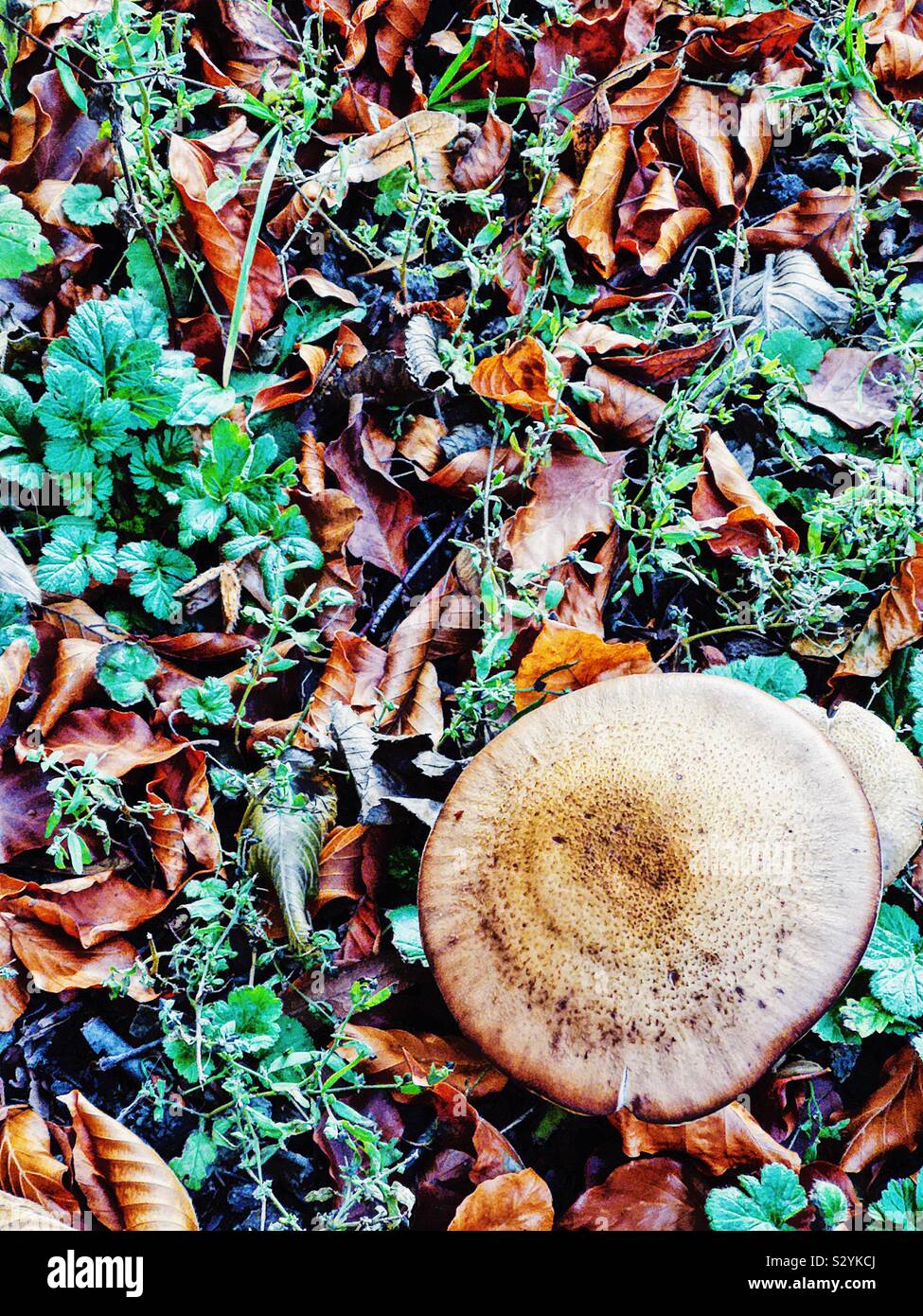 Wild mushrooms growing amongst autumn leaves - Smartphone Captured Stock Image
