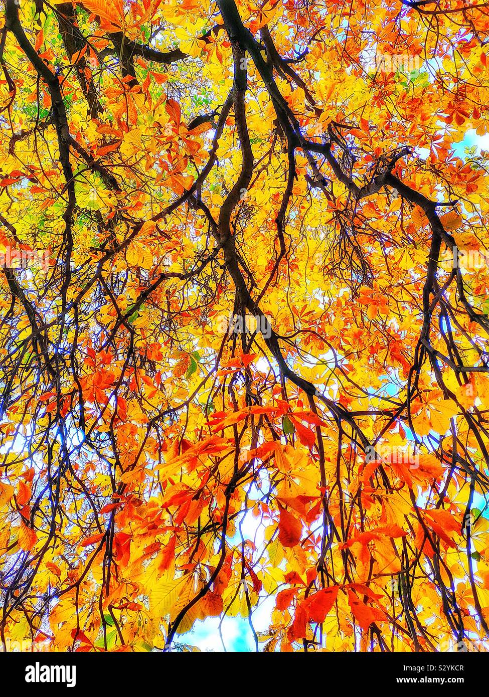 Blaze of autumn colours of orange and yellow leaves on tree shot from beneath - Smartphone Captured Stock Image