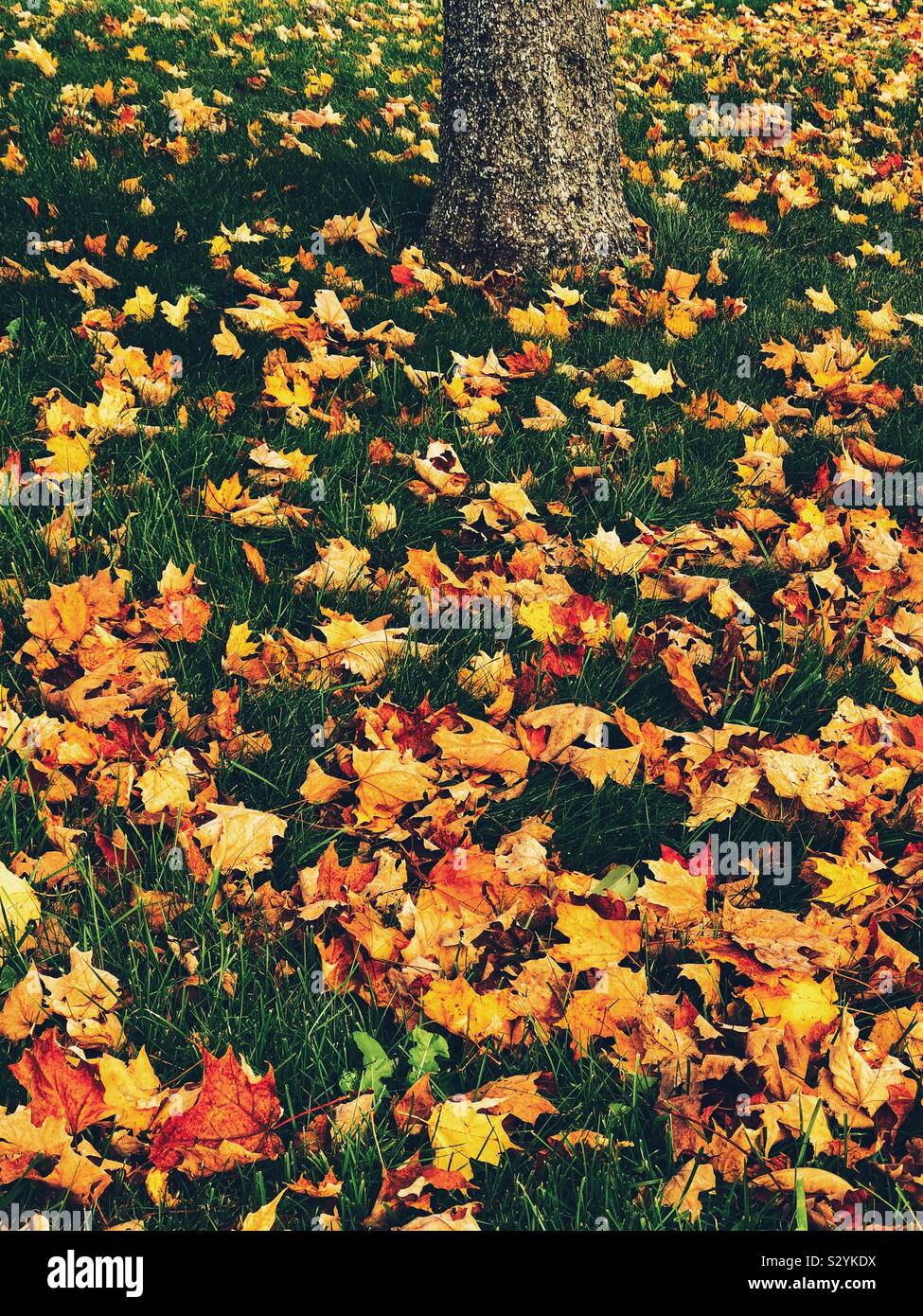 Autumn leaves on the ground with one tree trunk in the background Stock Photo