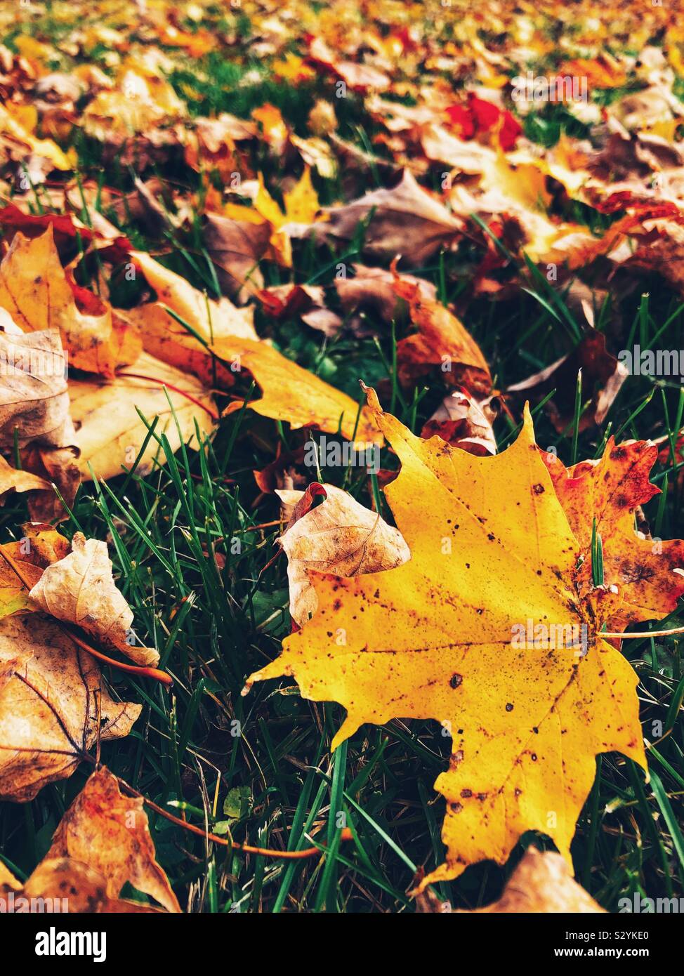 Closeup of yellow autumn maple leaf on ground with hundreds of leaves on the ground in the background Stock Photo