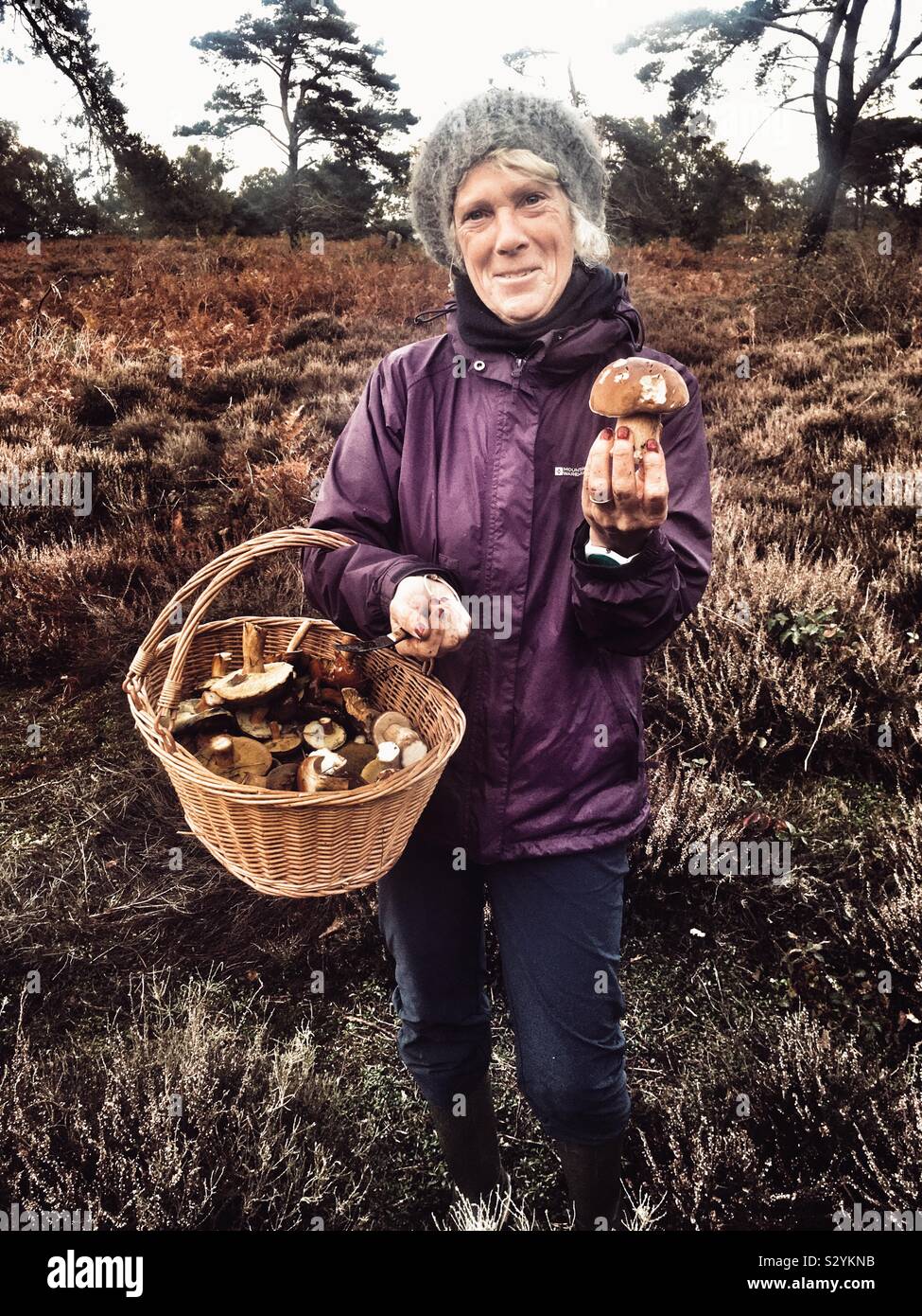 Wild mushroom foraging, Sutton Heath, Suffolk, England. Stock Photo