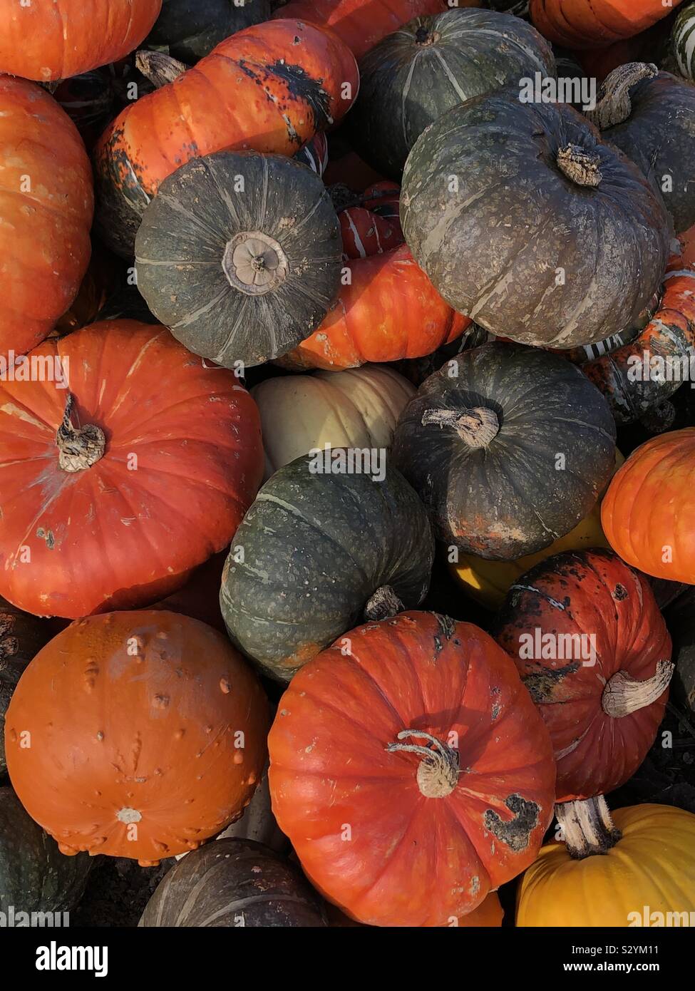 Pumpkin pile at a pumpkin farm in Essex Stock Photo - Alamy