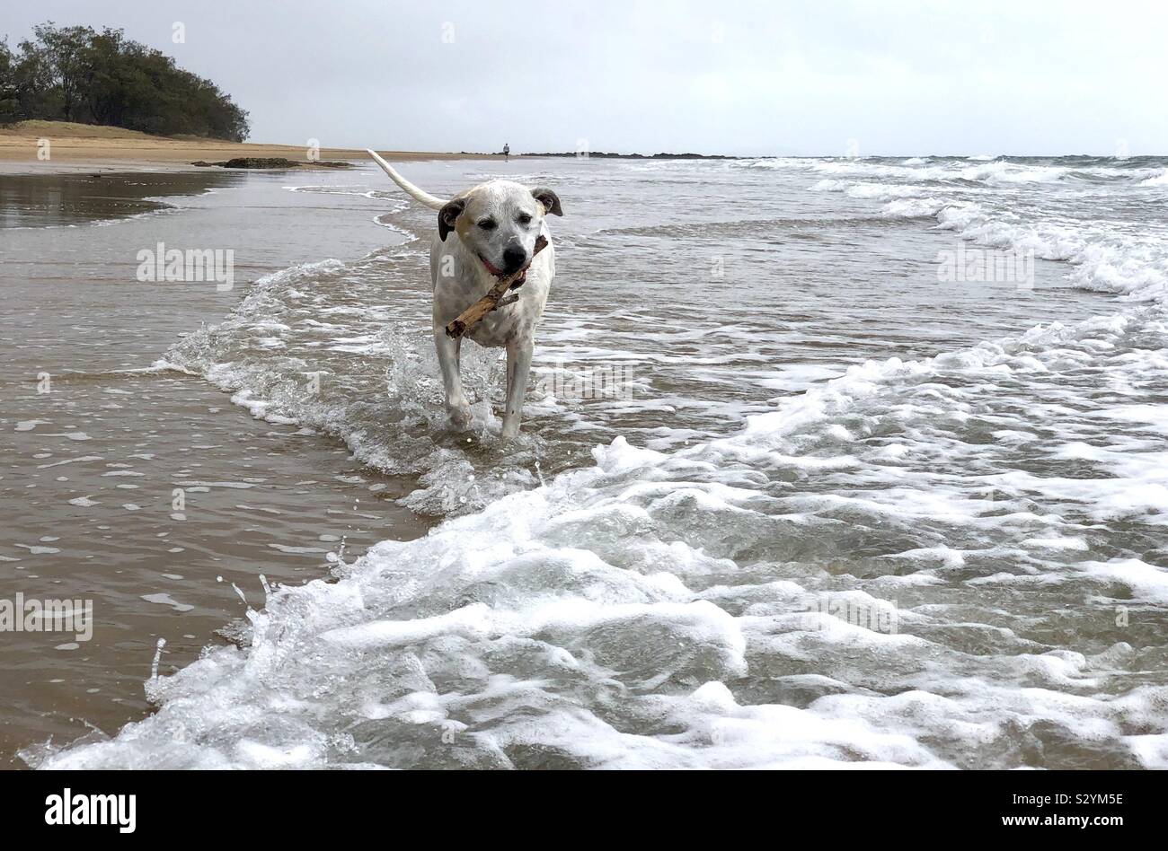 Good Girl. Stock Photo