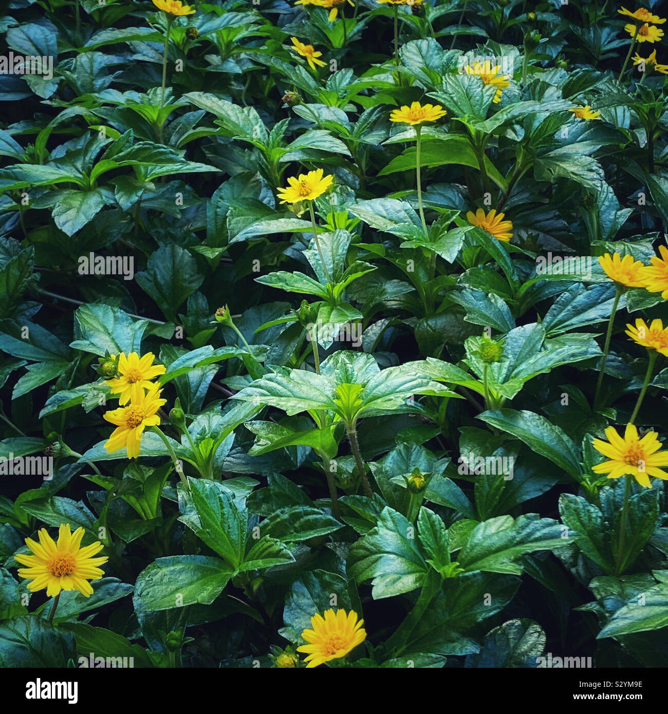 Wedelia flowering groundcover with small yellow daisies Stock Photo