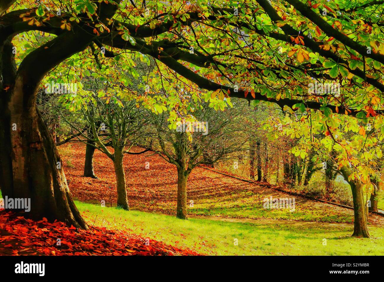 Chestnut tree in autumn in a woodland near Irvine, Ayrshire, Scotland, UK - Smartphone Captured Stock Image