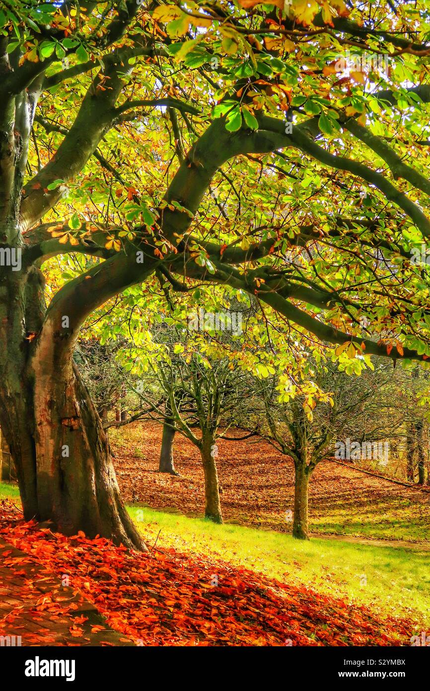 Chestnut tree in autumn in a woodland near Irvine, Ayrshire, Scotland, UK - Smartphone Captured Stock Image