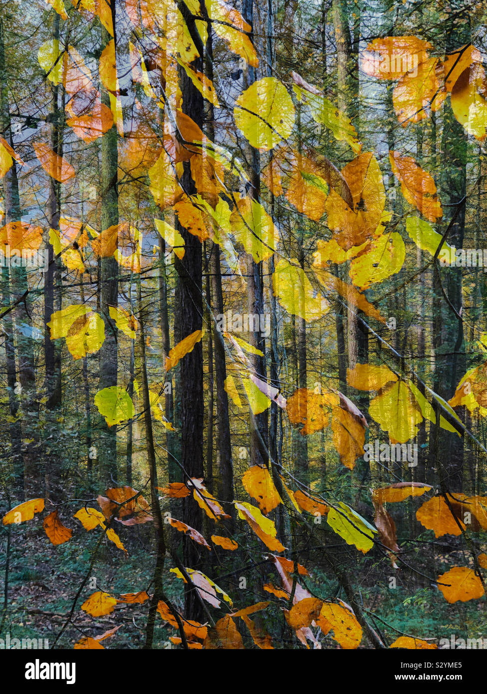 Double exposure of beech leaves in autumn and woodland trees - Smartphone Captured Stock Image