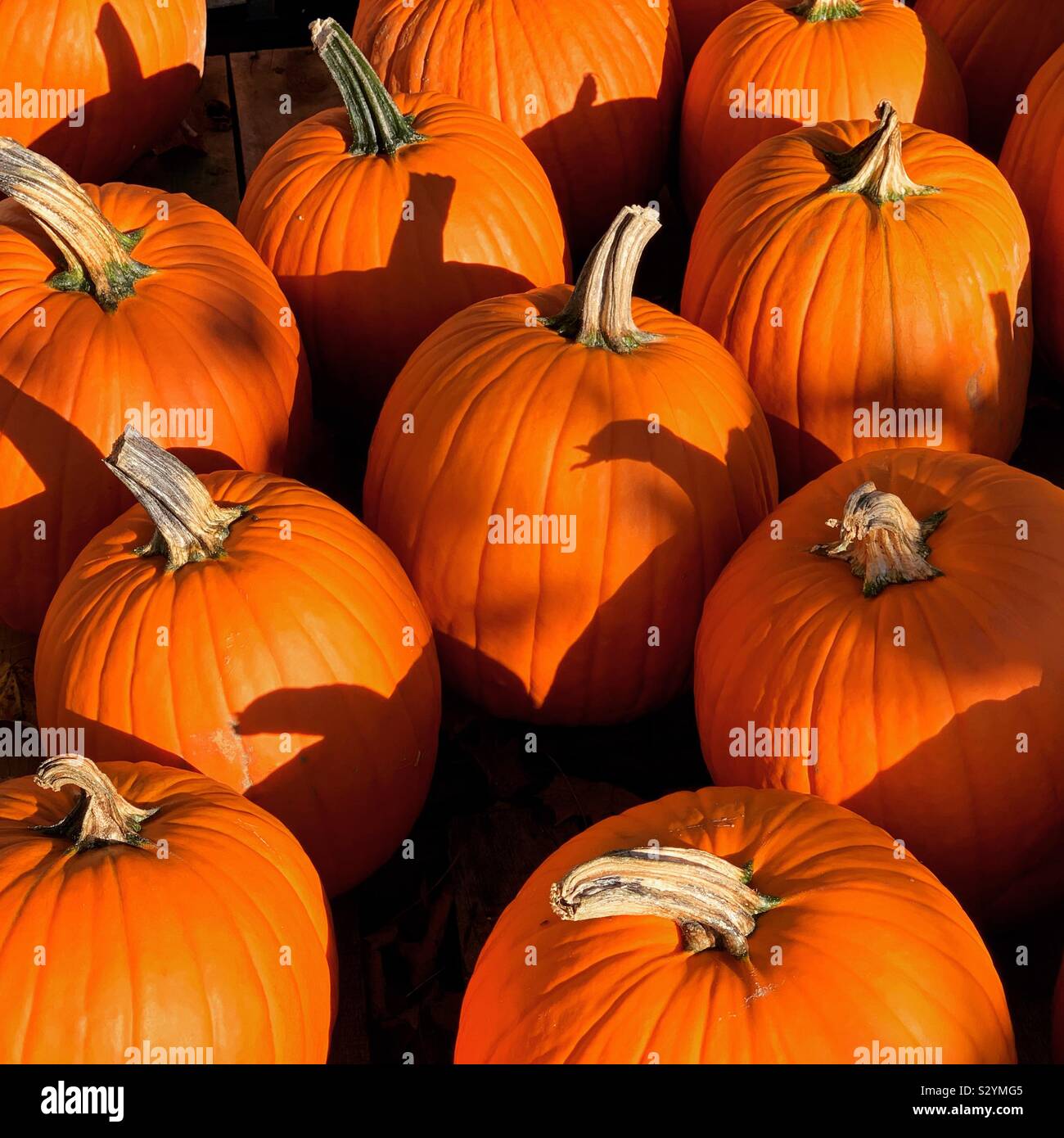 Pumpkins - Smartphone Captured Stock Image