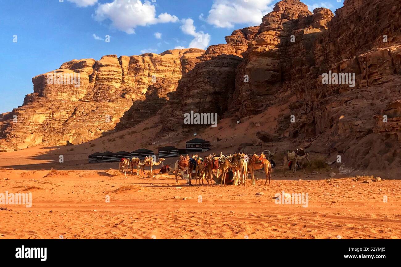 Camels in wadi rum desert Jordan Stock Photo - Alamy