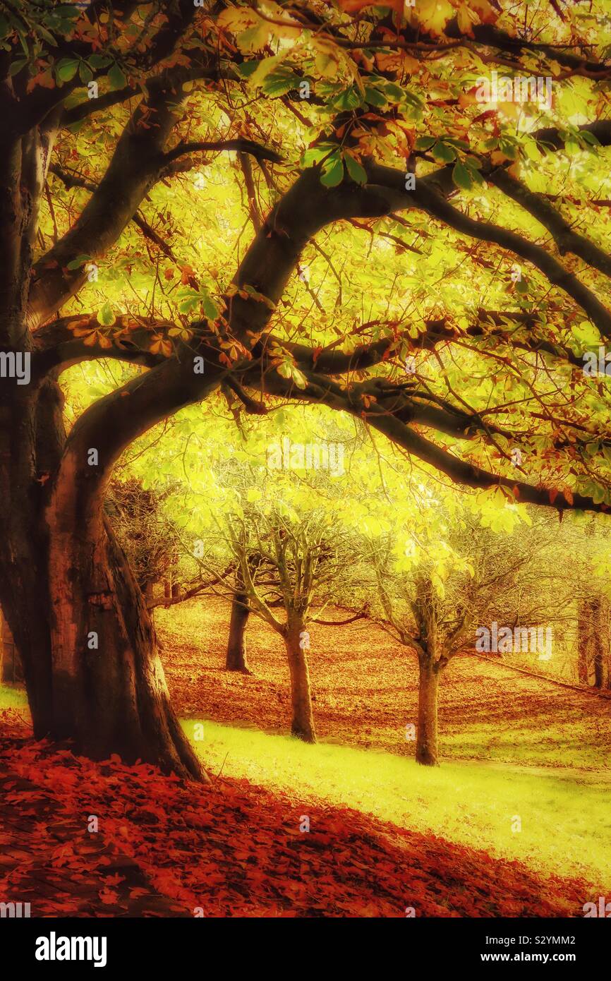 Chestnut tree in autumn in a woodland near Irvine, Ayrshire, Scotland, UK - Smartphone Captured Stock Image