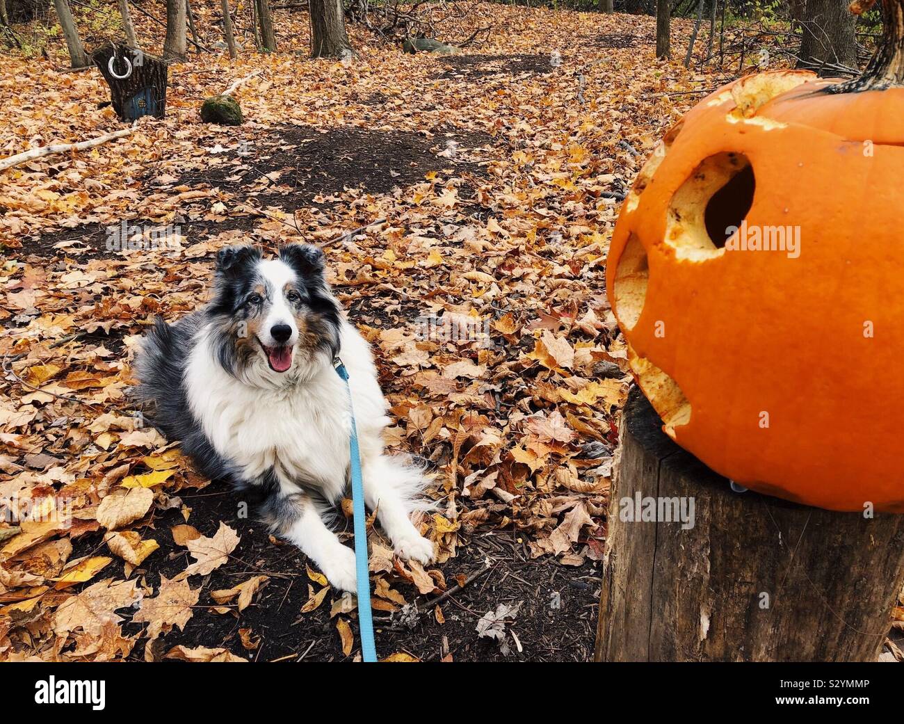 Exploring the haunted woods - Smartphone Captured Stock Image