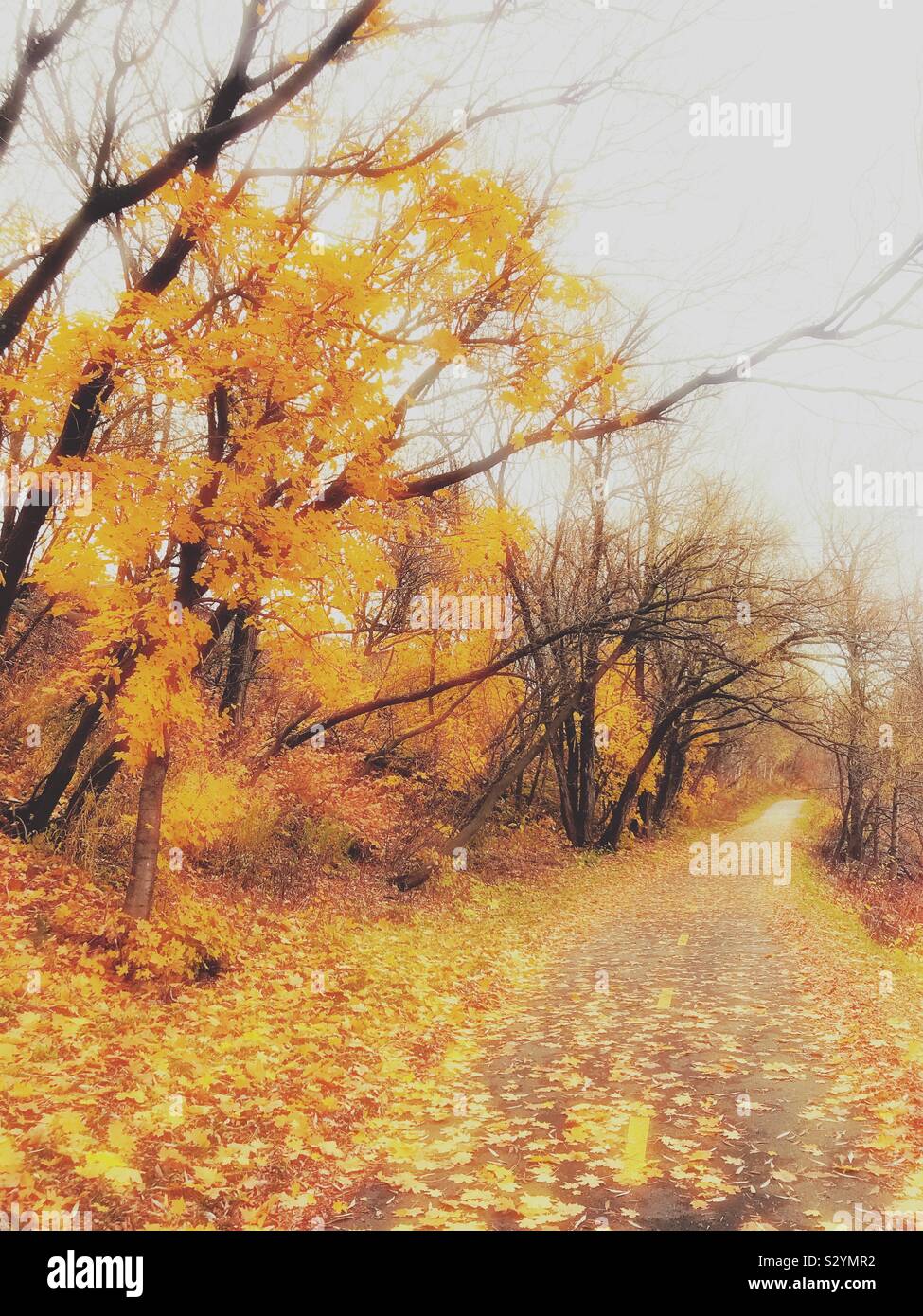 A Road On Automne At Quebec Canada Stock Photo Alamy A Road On Automne At Quebec Canada Stock Photo Alamy