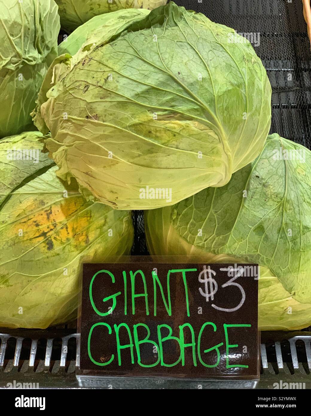 Giant cabbages for sale at Ciesluk Farmstand, Deerfield, Massachusetts, United States - Smartphone Captured Stock Image