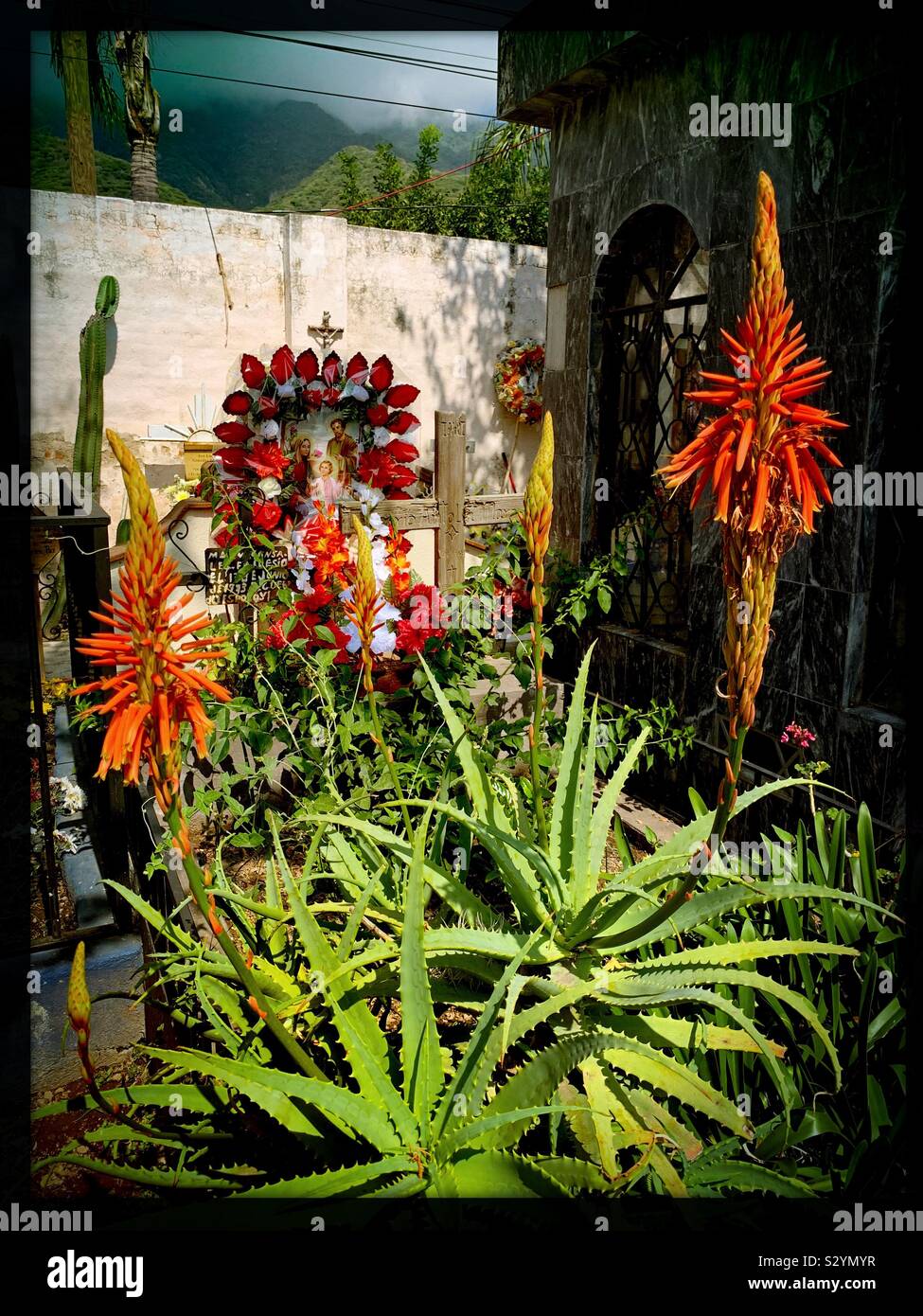 Living plants flourish on this grave in Mexico and an artificial floral arrangement adds even more color to honor the life of a loved one. Stock Photo