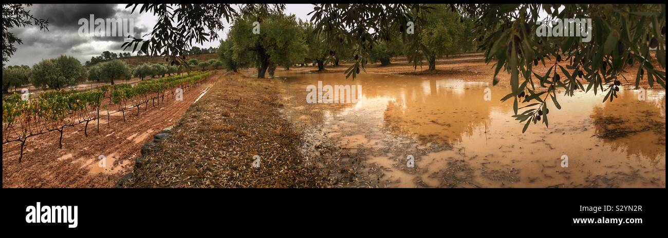 The effect of 110mm of rainfall on the olive grove, Catalonia, Spain. - Smartphone Captured Stock Image