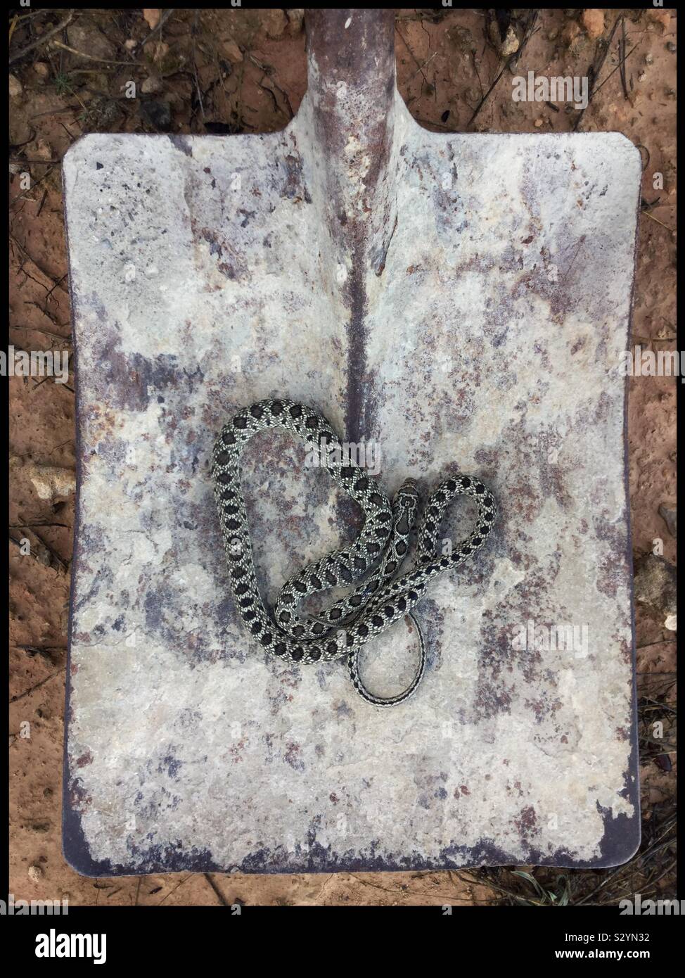Horseshoe Whip Snake (Coluber hippocrepis), Catalonia, Spain. - Smartphone Captured Stock Image