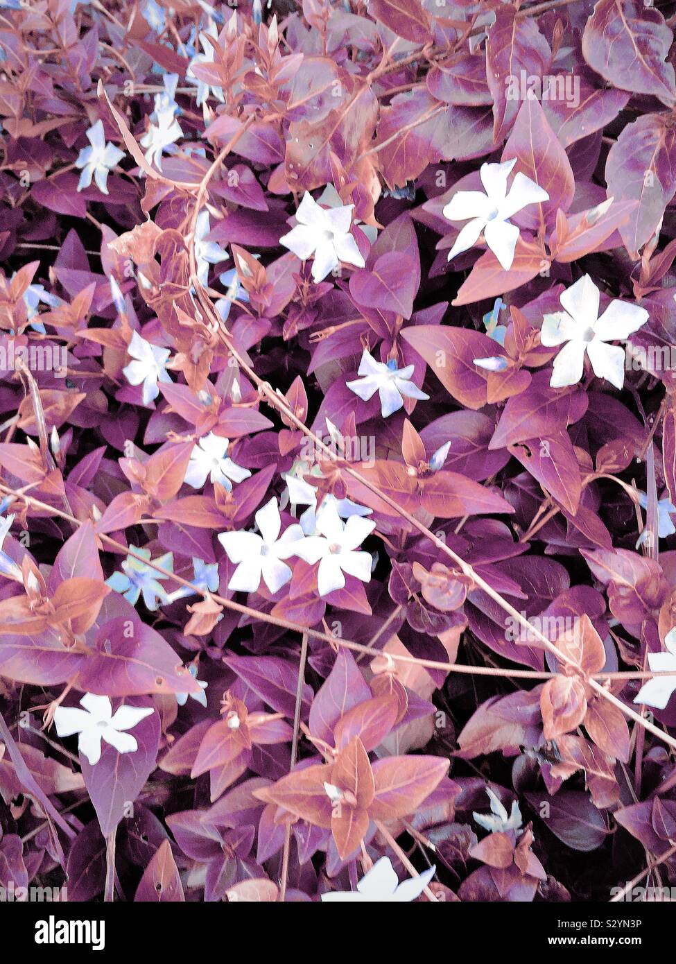 Flowering Vinca plant with colour alterations Stock Photo