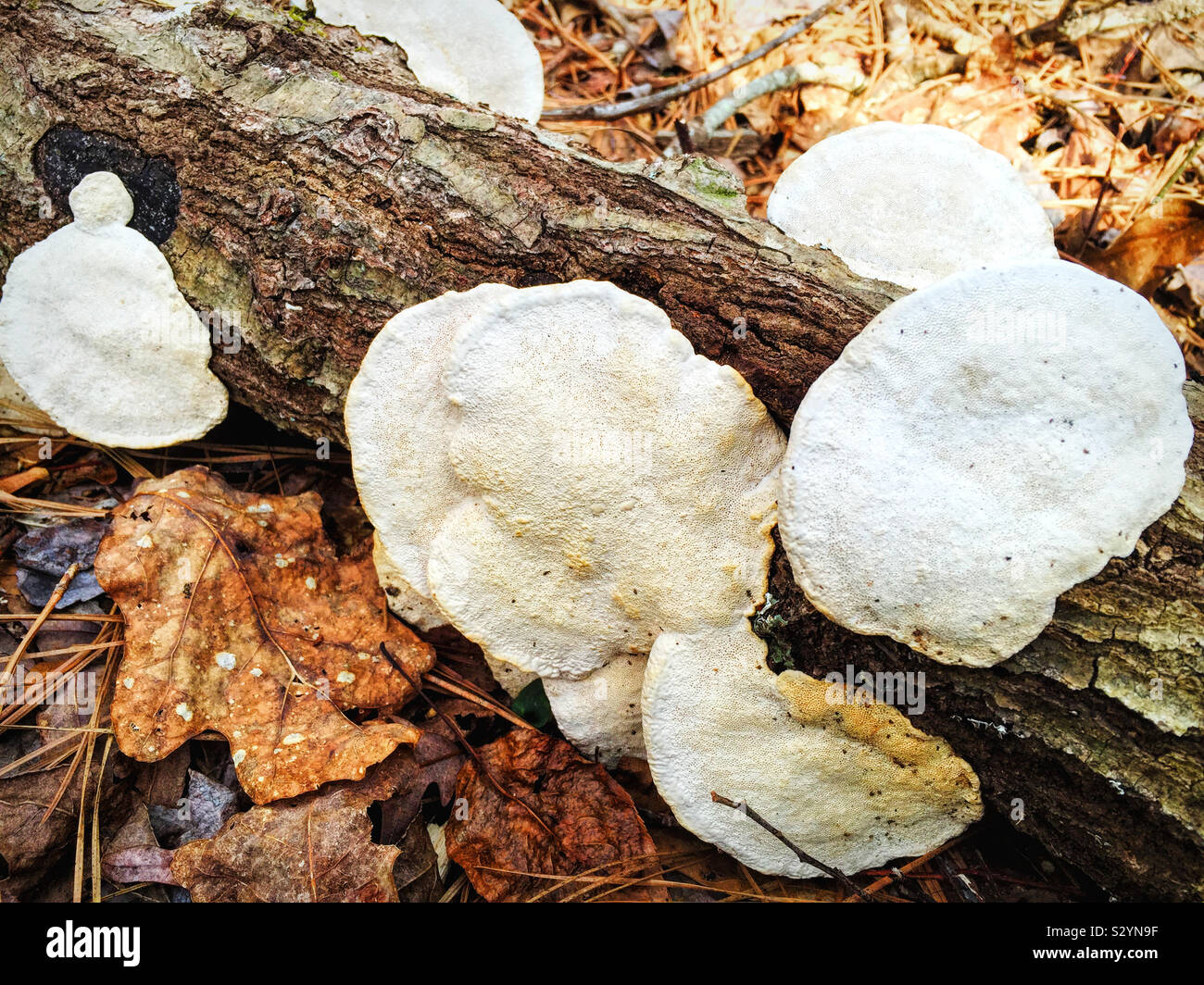 A bunch of white colored mushroom shaped fungi are growing on a fallen